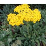 Achillea tomentosa ‘Aurea’