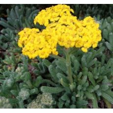 Achillea tomentosa ‘Aurea’