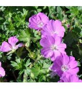 Geranium sanguineum 'Max Frei'