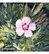 Dianthus 'Inka'