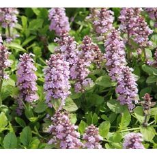 Ajuga reptans 'Rosea'