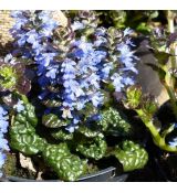 Ajuga pyramidalis  'Metallica Crispa'