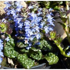 Ajuga pyramidalis  'Metallica Crispa'