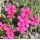 Phlox douglasii 'Zigeunerblut' K9