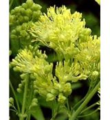 Thalictrum flavum ssp. glaucum