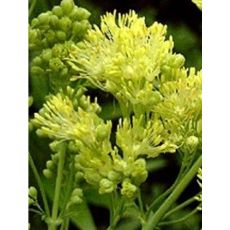 Thalictrum flavum ssp. glaucum