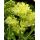 Thalictrum flavum ssp. glaucum