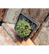 Saxifraga  'Iratiana'