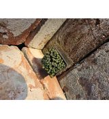 Saxifraga ' Rosin Sundermani'