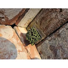 Saxifraga ' Rosin Sundermani'