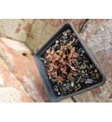 Potentilla Dickinsii