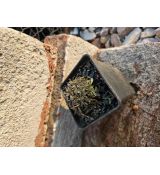 Petrophytum caespitosum