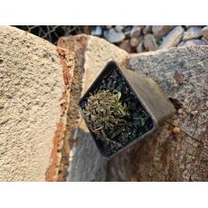 Petrophytum caespitosum