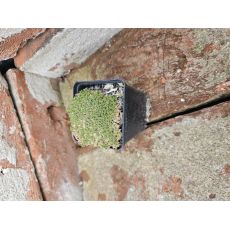 Arenaria  Alphacariensis