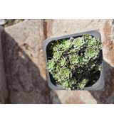 Saxifraga  'Jaromír'