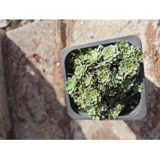 Saxifraga  'Jaromír'