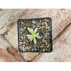 Leontopodium  Nivale