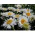 Aster alpinus 'Weisse Schone'