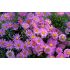 Aster alpinus 'Happy end'