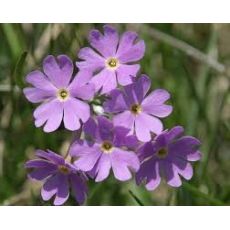 Primula halleri