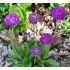 Primula denticulata