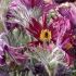 Pulsatilla vulgaris 'Papageno'