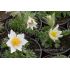 Pulsatilla vulgaris 'Pinwheel White'