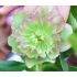 Helleborus 'Double Picotee' - K9
