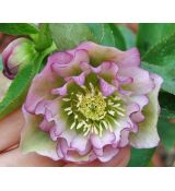 Helleborus 'Double Picotee' - K9