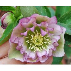 Helleborus 'Double Picotee' - K9