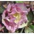 Helleborus x 'Double Ellen Pink '