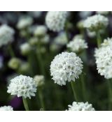 Armeria maritima 'Alba'