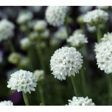 Armeria maritima 'Alba'