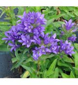 Campanula glomerata 'Bellefleur Blue'