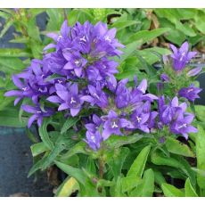 Campanula glomerata 'Bellefleur Blue'