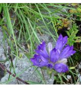 Edraianthus dalmaticus