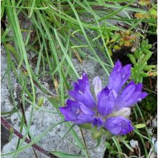 Edraianthus dalmaticus