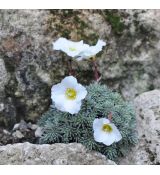 Saxifraga 'Schelleri'