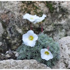 Saxifraga 'Schelleri'