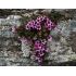 Saxifraga opositifolia