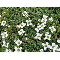 Arenaria tetraquetra