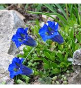 Gentiana acaulis