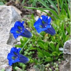 Gentiana acaulis