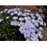 Phlox  'Joan's Blood'