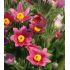 Pulsatilla vulgaris 'Rote glocke'