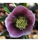 Helleborus orientalis Red spotted