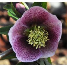 Helleborus orientalis Red spotted