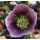 Helleborus orientalis Red spotted