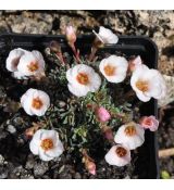Saxifraga 'Ruzyně'
