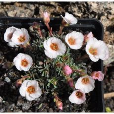 Saxifraga 'Ruzyně'